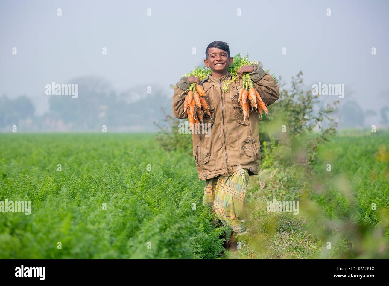 Carrot is an important vegetable of Bangladesh usually grown in the