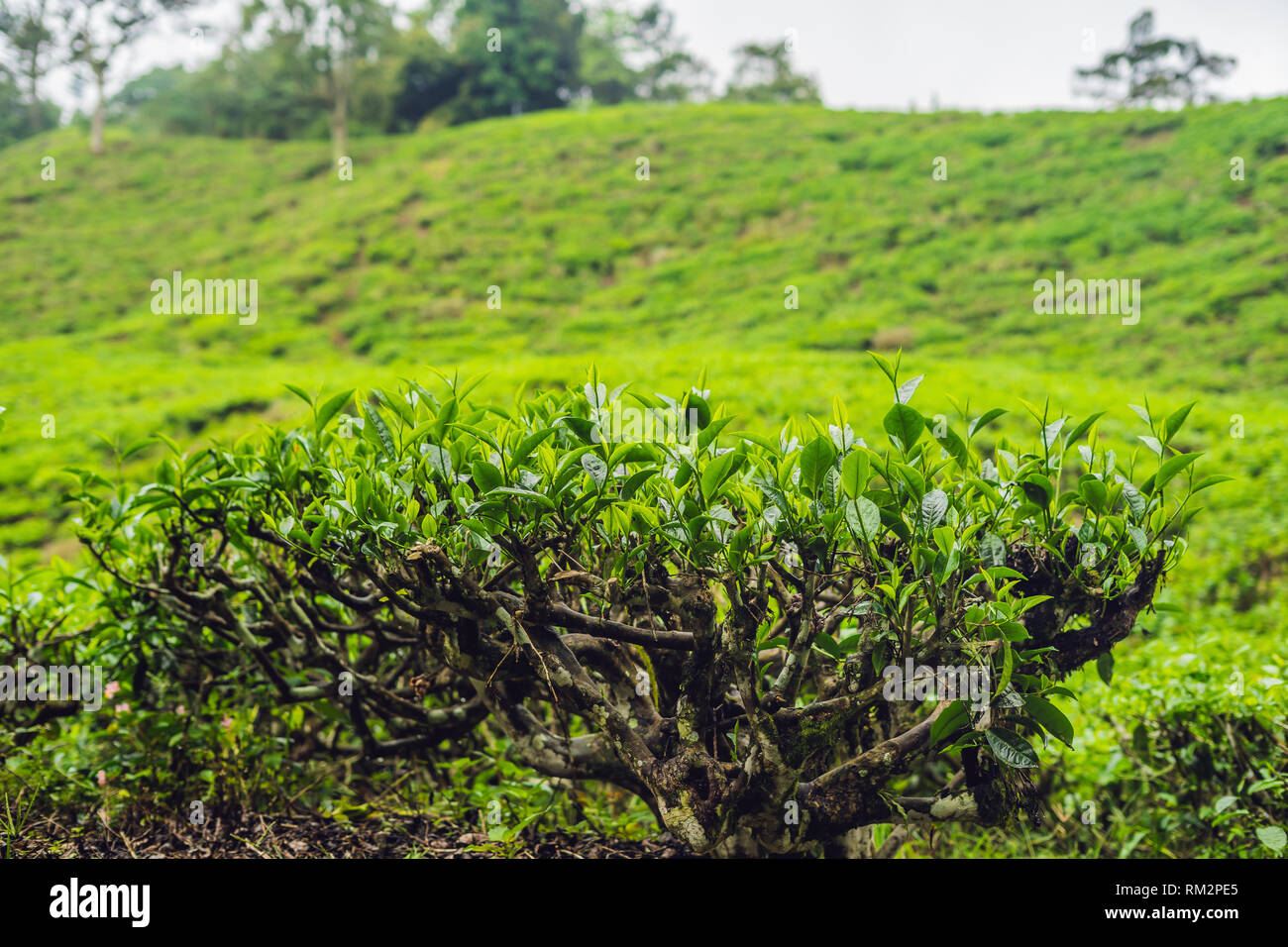 Green tea bud and fresh leaves. Tea plantations Stock Photo Alamy