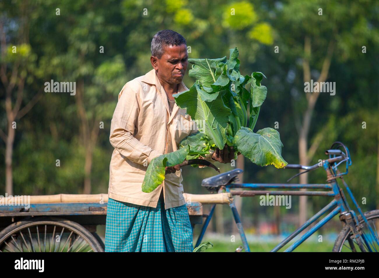 A farmer truncating Cauliflower leafs at Manikgonj, Bangladesh Stock