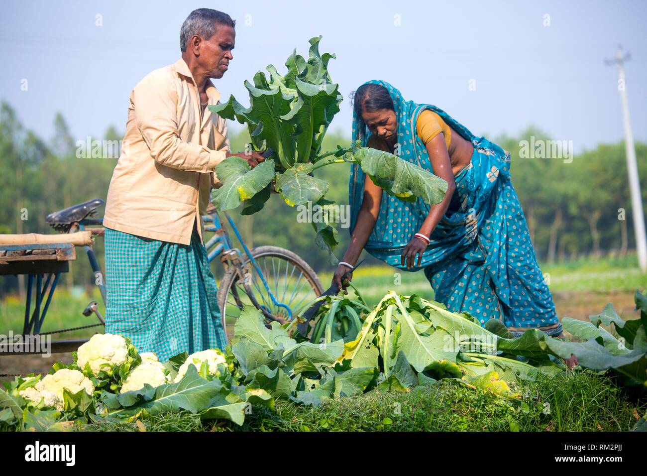 A farmer truncating Cauliflower leafs at Manikgonj, Bangladesh Stock