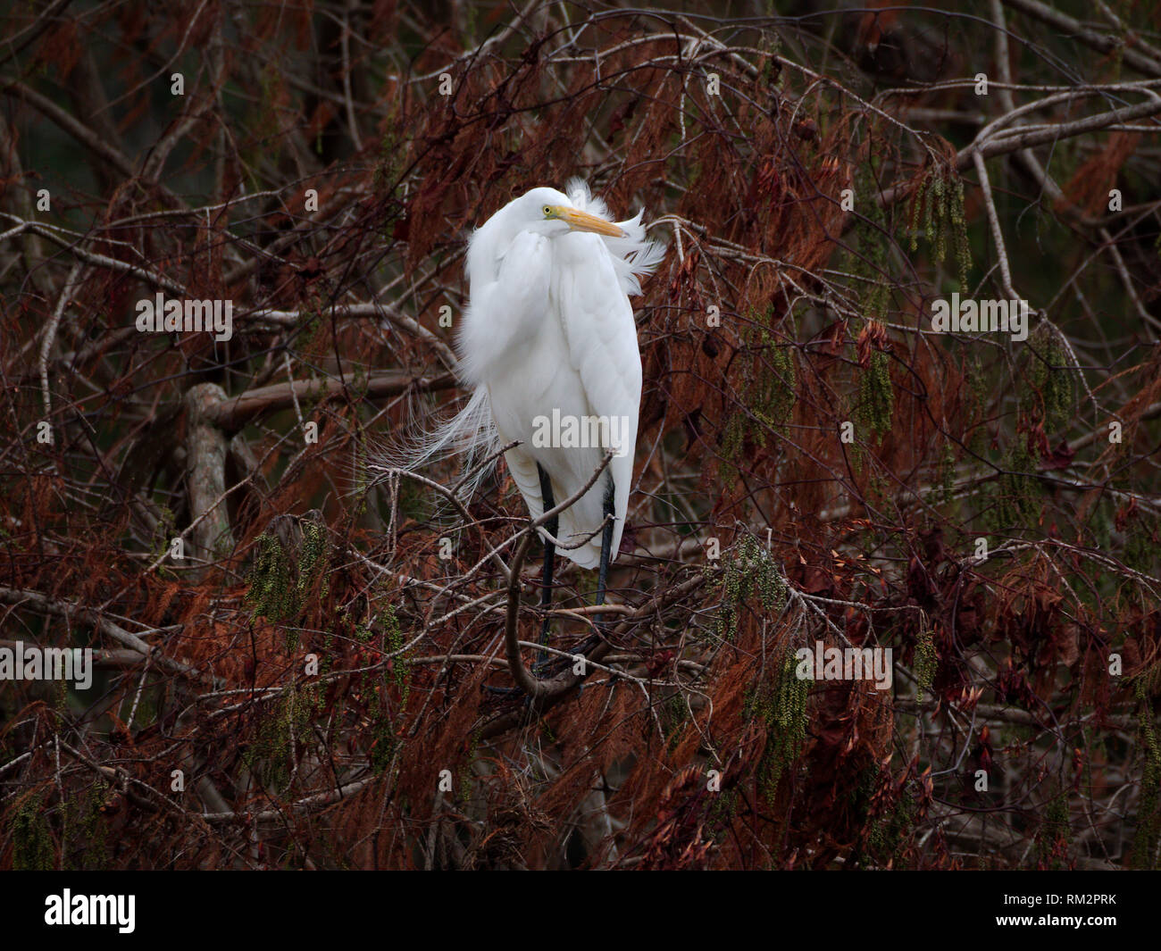 Louisiana swamp bird hi-res stock photography and images - Alamy