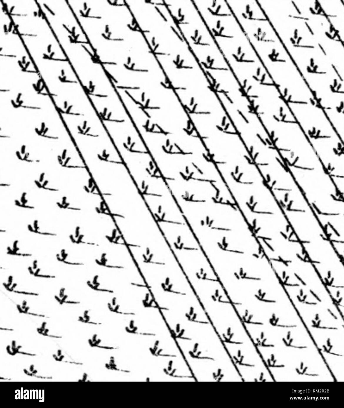 "The siege of Savannah, in 1779" (1874 Stock Photo Alamy