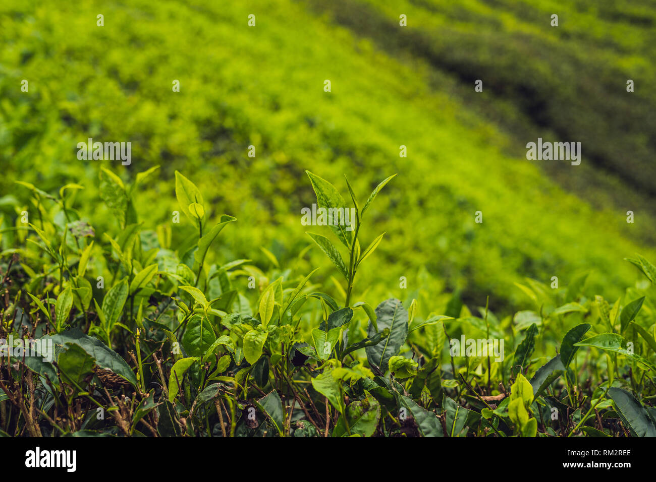 Green tea bud and fresh leaves. Tea plantations Stock Photo Alamy