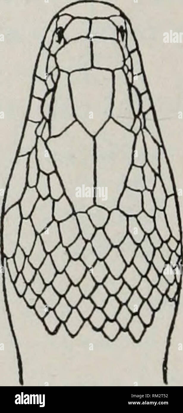 . Annual report of the Board of Regents of the Smithsonian Institution. Smithsonian Institution; Smithsonian Institution. Archives; Discoveries in science. 914 REPORT OF NATIONAL MUSEUM, 1898. OPHIBOLUS GETULUS GETULUS Linnaeus. Ophiholus r/ettihts getiilas Cope, Cbeck-list N. Amer. Jiatr. Rept., 1875, p. 37. Coluber gcttilus Linn.eus, Syst. Nat., 1,1766, p. 382.—Harlax, .Journ. Acad. xNat. Sci. Phila., V, 1827, p. 358.—Peale, Contr. Maclur. Lye, I, 1829, pi. v.— GiiNTiiER, Cat. Col. Snakes Brit. Mus., 1858, p. 249. Fi^eudoddps (jeUdus Fitzinger, Neue Class. Rept., 1826, p. 56. Coronella gedda Stock Photo