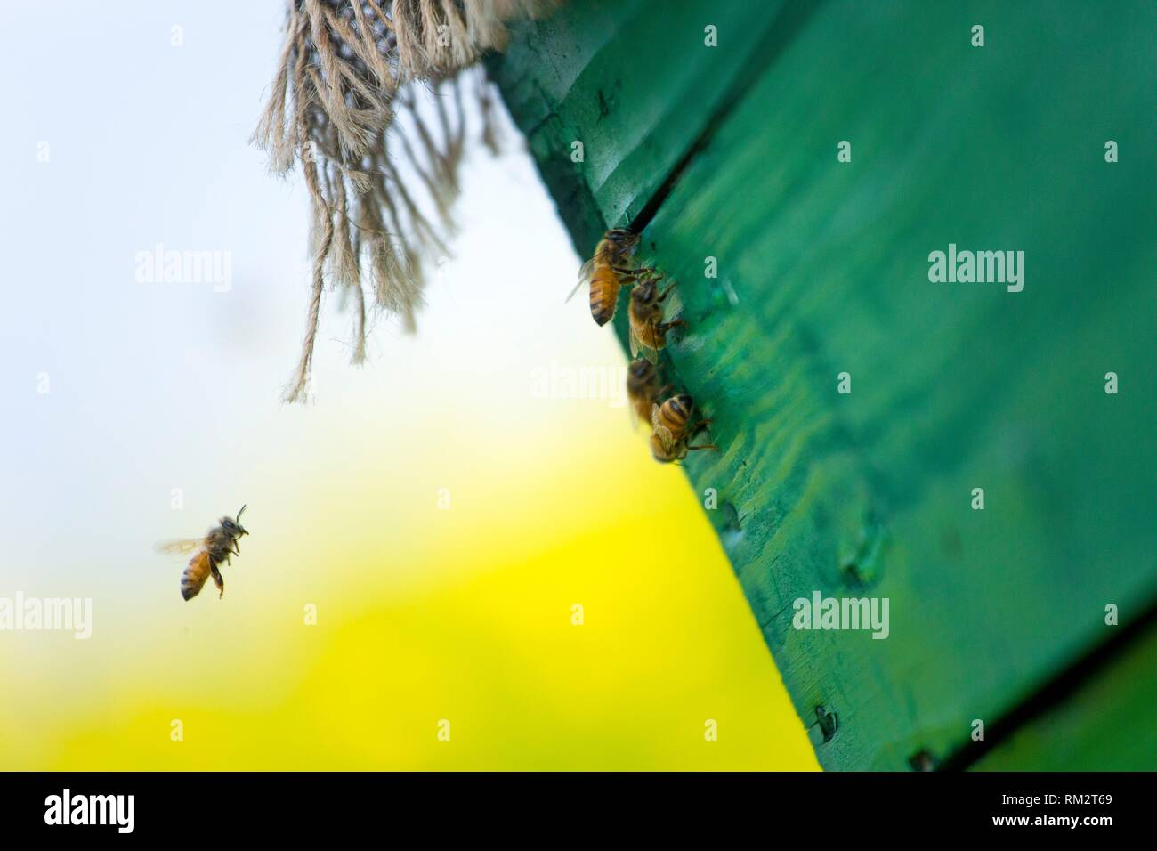 Honey bees flying in and out of commercial beekeeping beehives