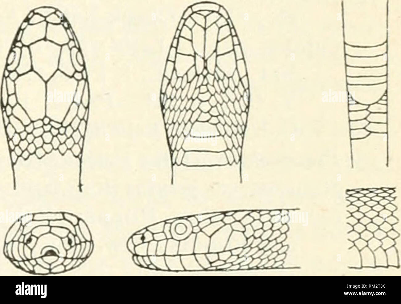 . Annual report of the Board of Regents of the Smithsonian Institution. Smithsonian Institution; Smithsonian Institution. Archives; Discoveries in science. CROCODILIANS, LIZAKDB, AND SNAKES. 909 OPHIBOLUS MULTISTRATUS Kennicott.. Ophibolus mitltktratus Coi&gt;E, Check-list N. Amer. Batr. Kept., 1875, p. 37. Lampropeltia multistrata Kennicott, Proc. Acad. Nat. Sci. Phila., 18B0, p. 328. Dorsal scales in tweuty-three rows. Form similar to that of (hrt'ohi gentilis, but the head and eye larger. Color above browuish red, with thirty-one pairs of narrow black half rings inclosing white spaces from  Stock Photo
