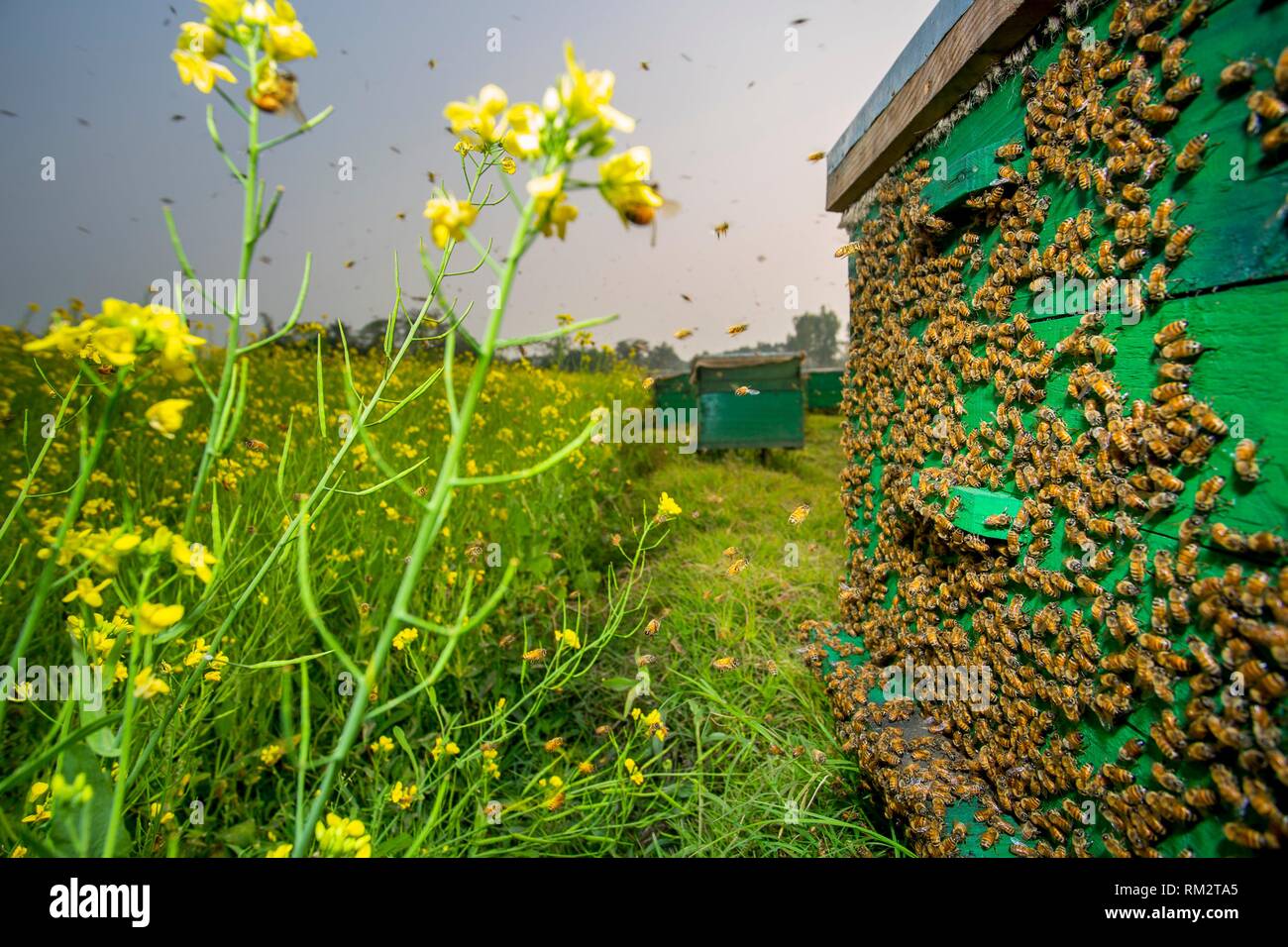 Honey bees flying in and out of commercial beekeeping beehives ...