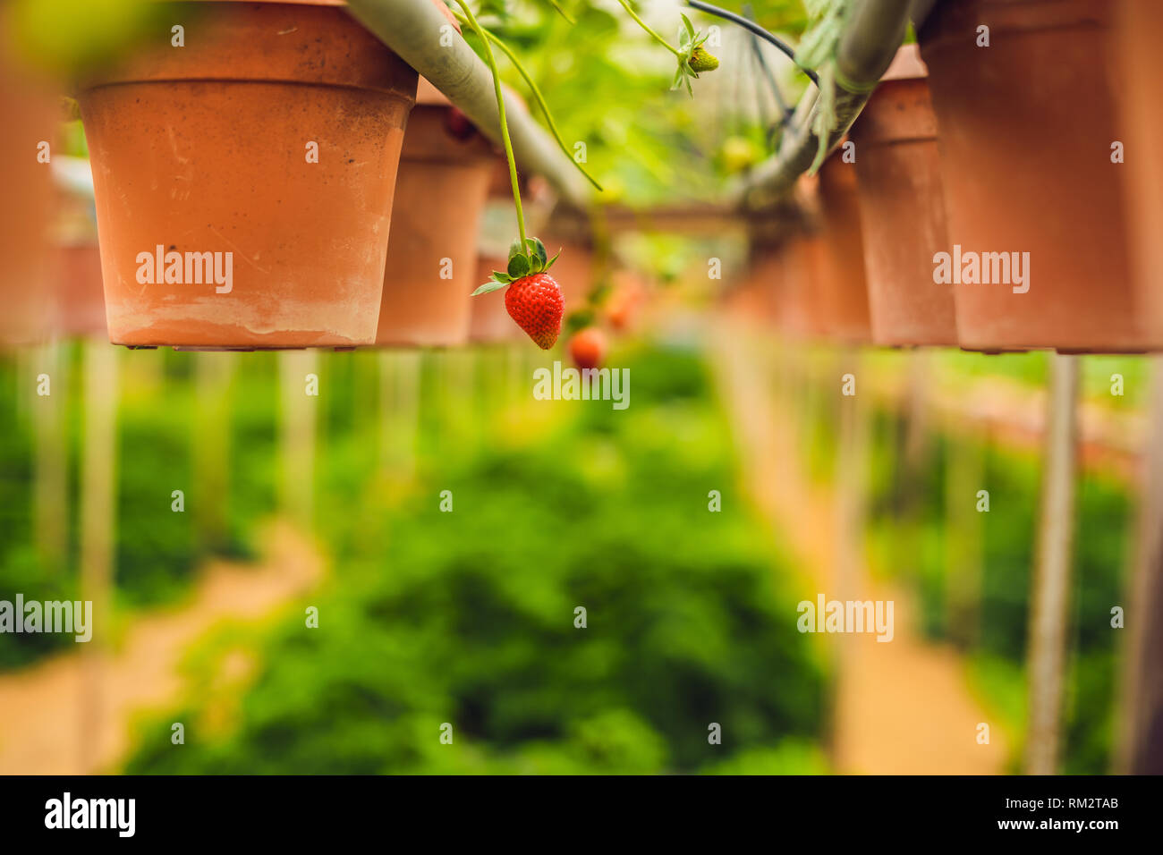 fresh organic strawberries growing on the farm Stock Photo - Alamy