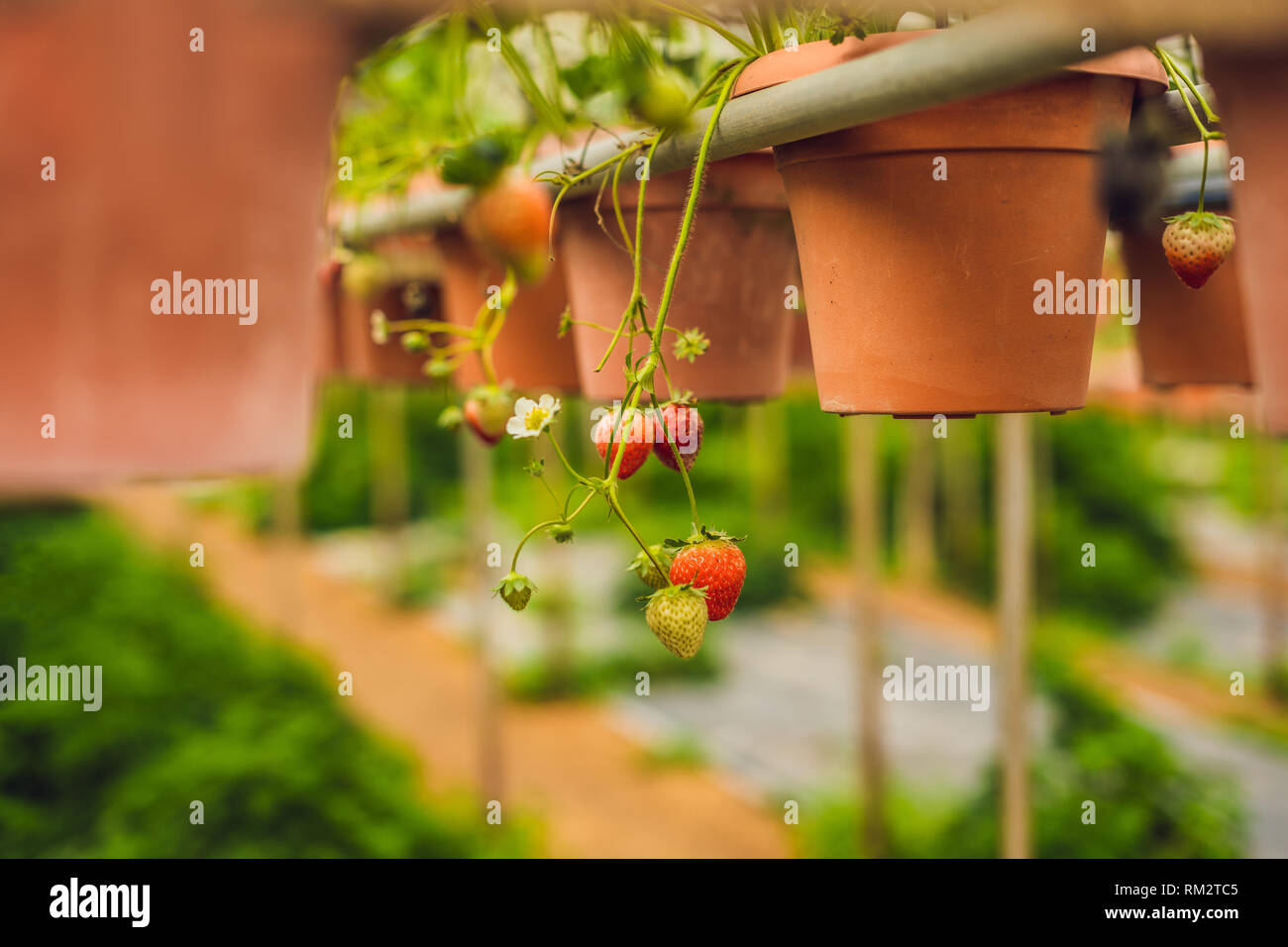 fresh organic strawberries growing on the farm Stock Photo - Alamy