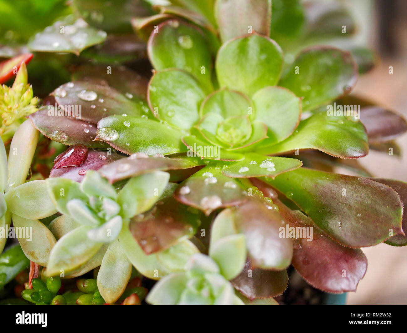 Rain drops on aeonium succulent after the storm Stock Photo