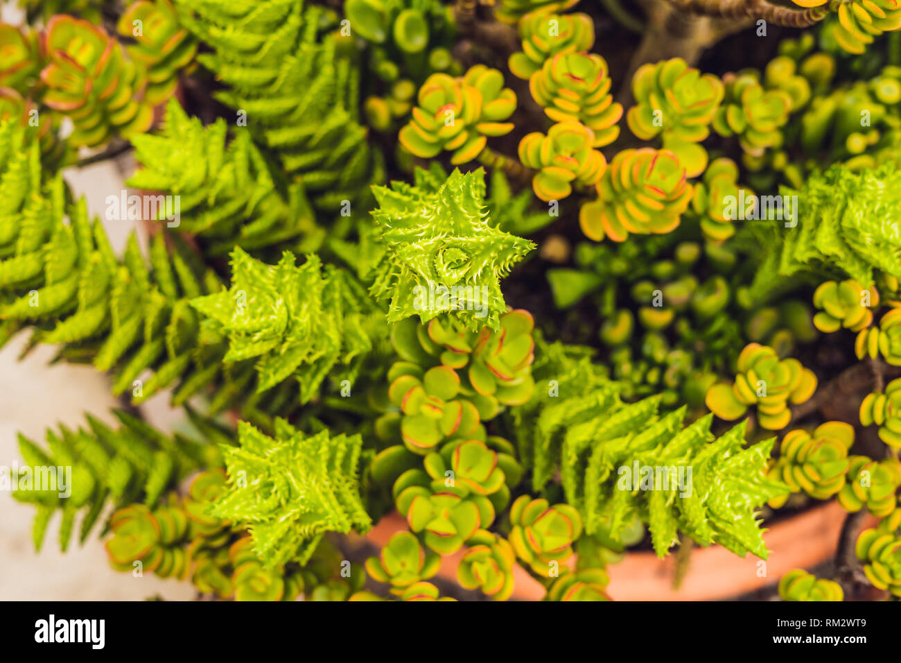Cactus , succulents in the ground in the park Stock Photo Alamy