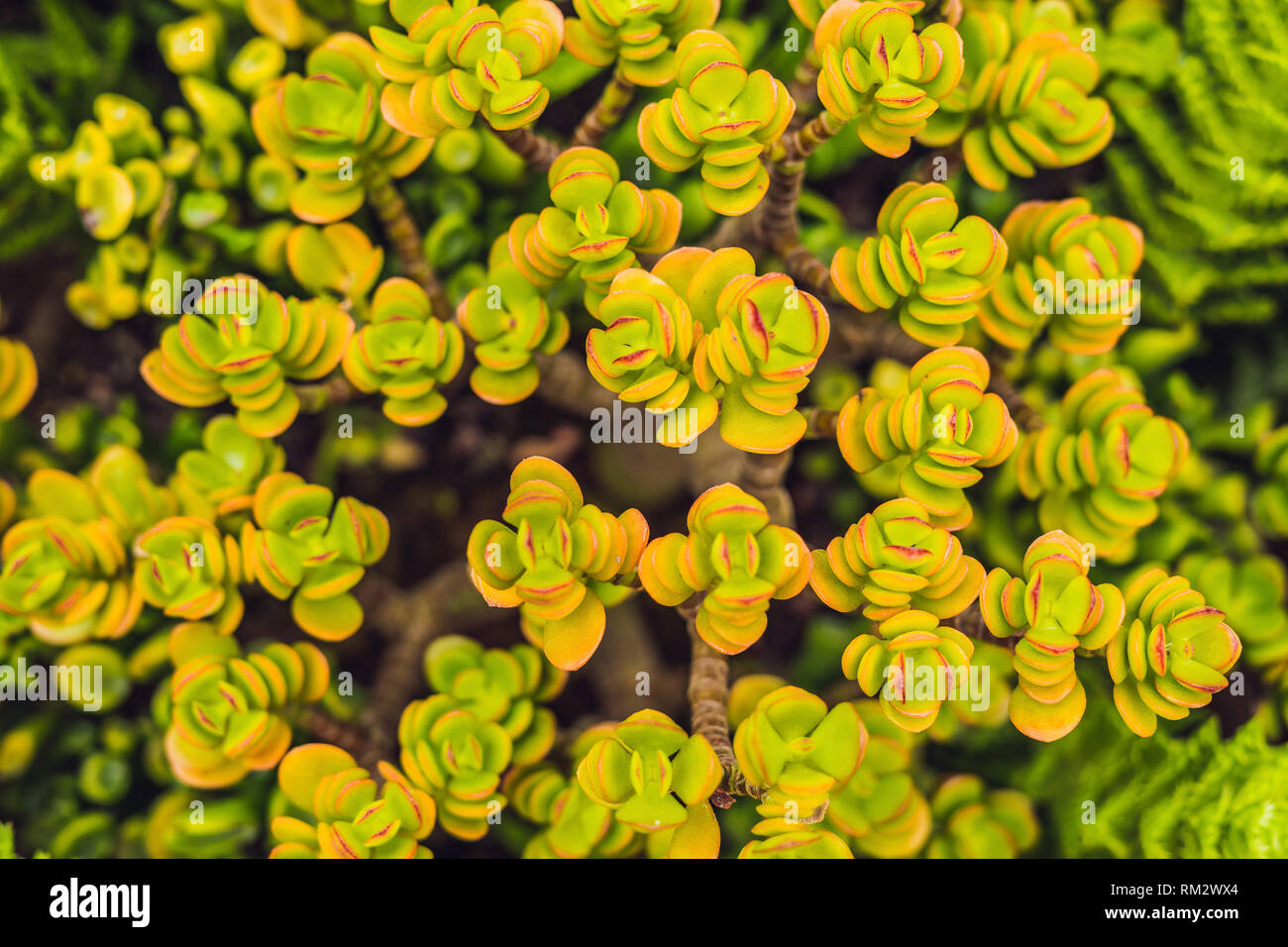 Cactus , succulents in the ground in the park Stock Photo