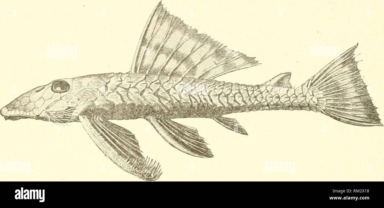 . Annual report of the Board of Regents of the Smithsonian Institution. Smithsonian Institution; Smithsonian Institution. Archives; Discoveries in science. 472 PARENTAL CAEE AMONG FEESII-WATER FISHES. adaptation for a brood-pouch of the interspace between it and the underside of the head.&quot; Typical specimens of the Loricaria s-pixii in the Vienna Mnseum were reexamined by Friedr. Siebenrock in 1903, and he informed Mr. Regan that Steinchichner''s '?'&quot; statement was based only on the structure of the lip, which seems adapted for such a purpose,&quot; but. Fig. 49.—An alleged caietaker. Stock Photo