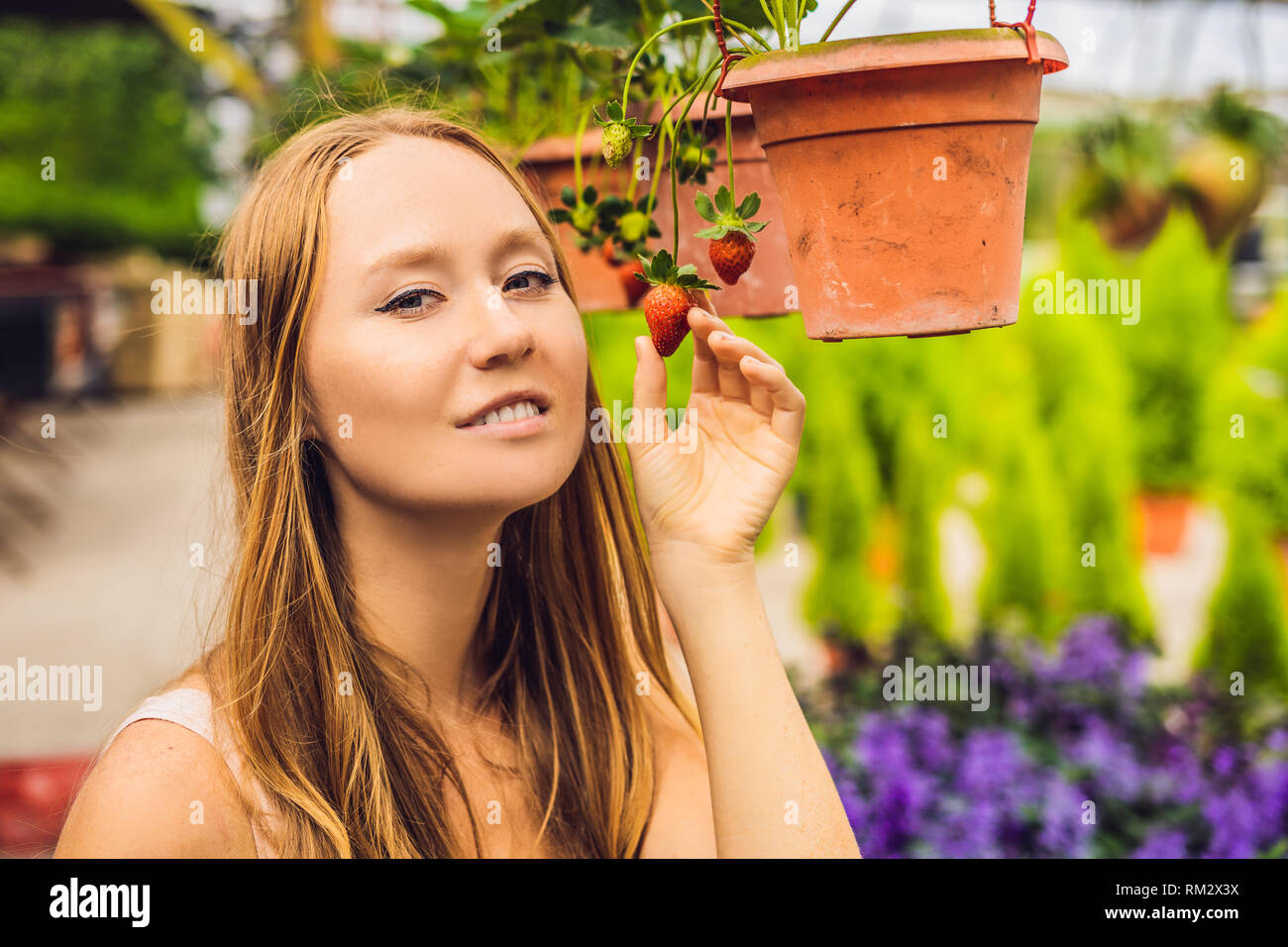 Happy woman collecting fresh strawberries in the garden Stock Photo - Alamy