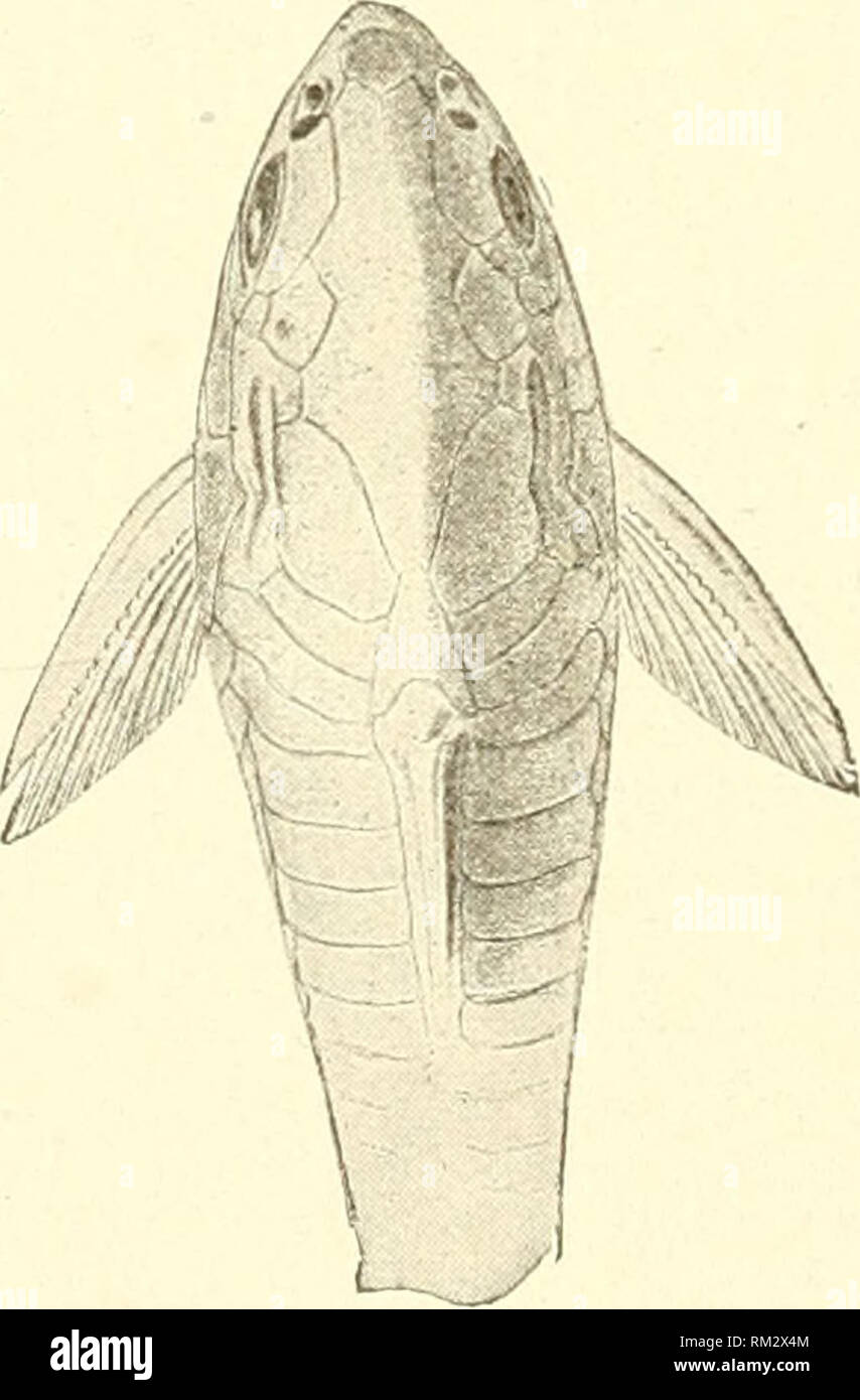 . Annual report of the Board of Regents of the Smithsonian Institution. Smithsonian Institution; Smithsonian Institution. Archives; Discoveries in science. Conjdorus niarmoratus. After Steindachner. style. Wlien the reproductive season arrives males and females give striking evidence of it. The males assemble in groups of three to five and, to use the expression of Carbonnier, disport themselves in quite a feverish manner ("maniere toute febrile") and apparently practice a kind of mutual excitation. All this time the female swims slowly and gracefully near the group and in a lively m Stock Photo
