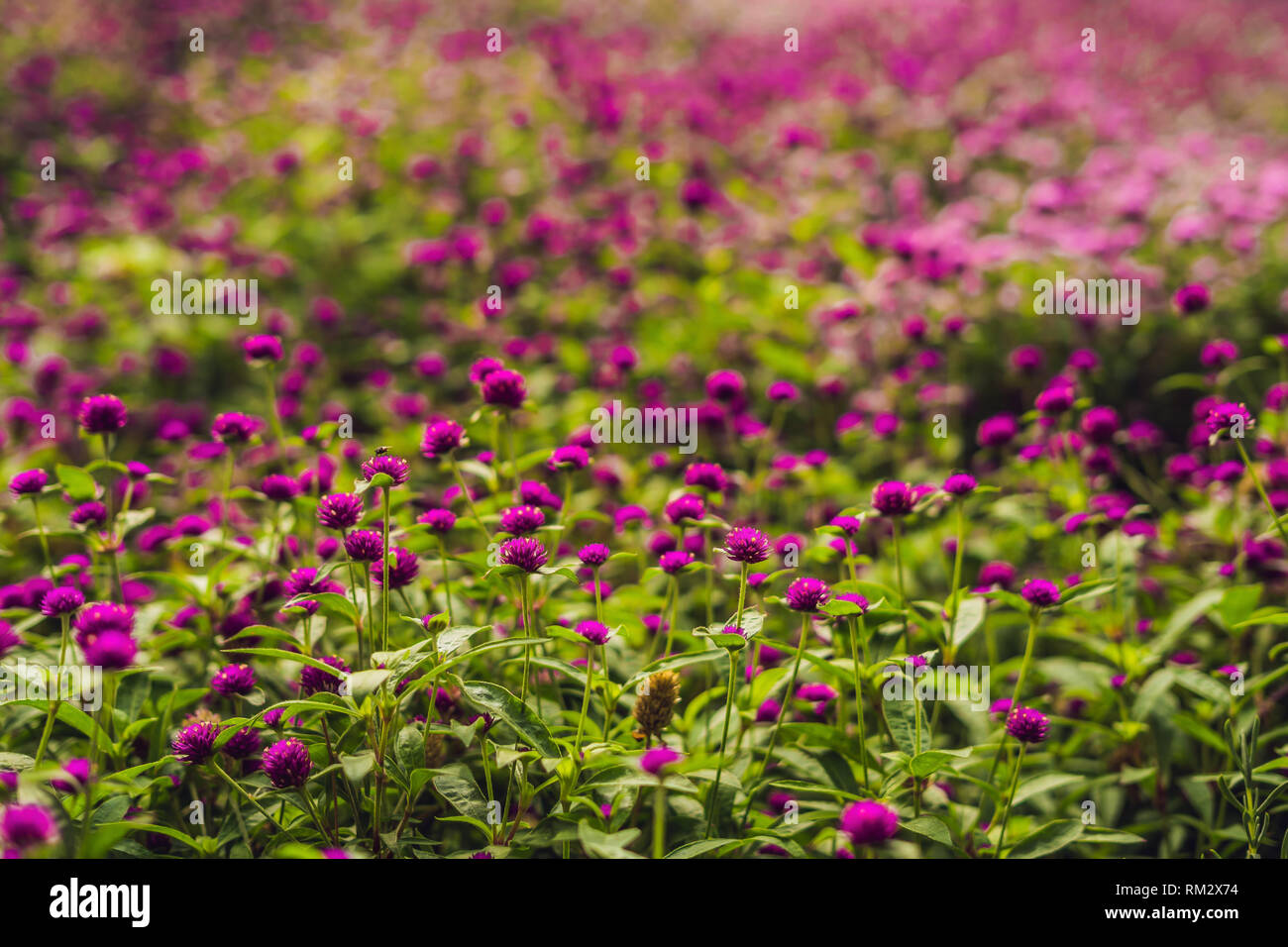 gomphrena globosa or Fireworks Flower is a beautiful pink small flower in garden Stock Photo