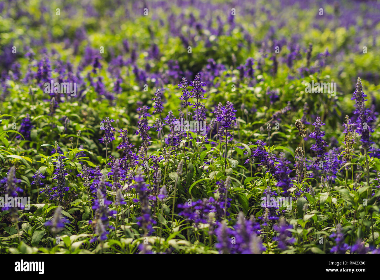 Lavender flowers at sunlight in a soft focus, pastel colors and blur ...