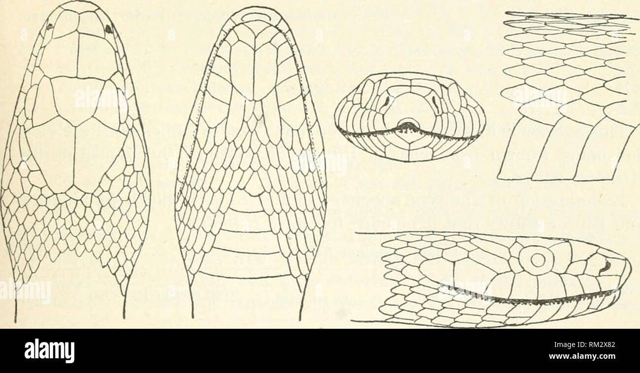 . Annual report of the Board of Regents of the Smithsonian Institution. Smithsonian Institution; Smithsonian Institution. Archives; Discoveries in science. CROCODILIANS, LIZARDS, AND SNAKES. 831 COLUBER VULPINUS Baird and Girard. Coluber vulpinns Cope, Check-list N. Amer. Batr. Kept., 1875, p. 39.—Boulenger, Cat. Snakes Brit. Mus., II, 1894, p. 49. Scoto2}his ruljyinus Baikd and Girard, Cat. N. Am. Kept., Pt. 1, Serp., 1853, p. 75. Elaphis ritbriceps Dumkril and Bibron, Erp. Gen., VII, 1854, p. 270. Ill tern asals much smaller than prefrontals. Kostral broad. Parietals broad, rather short, lon Stock Photo