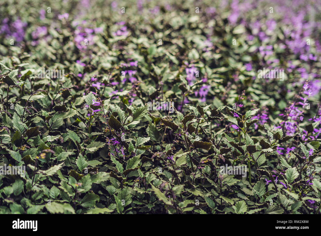 Lavender flowers at sunlight in a soft focus, pastel colors and blur ...