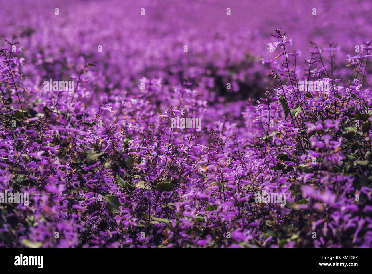 Lavender flowers at sunlight in a soft focus, pastel colors and blur ...