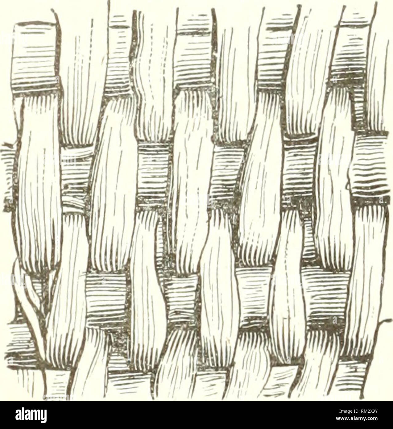 Willow Rods Splints Regents Plumes High Resolution Stock Photography and Images - Alamy