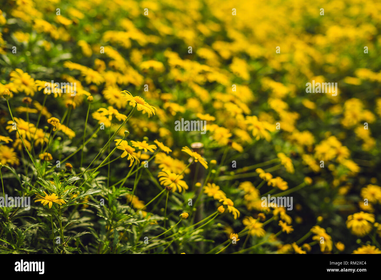 Yellow Flowers Of Large Flowered Tickseed Or Coreopsis Grandiflora Stock Photo Alamy