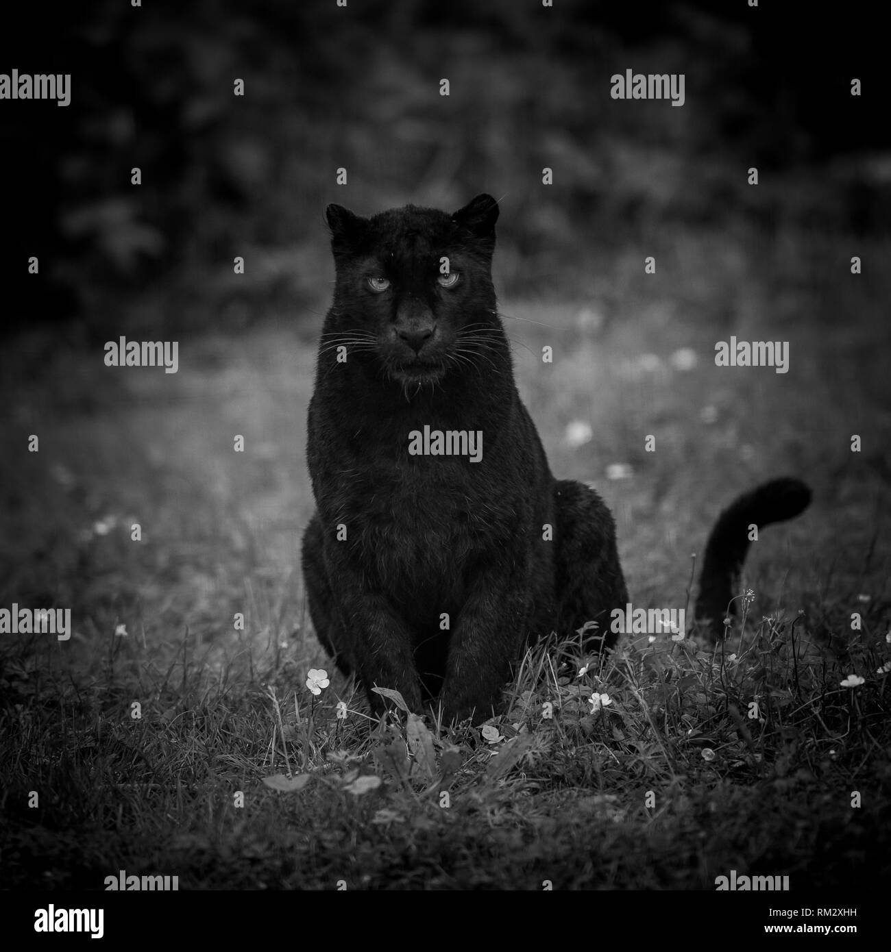 Black Panther In The Jungle Stock Photo Alamy