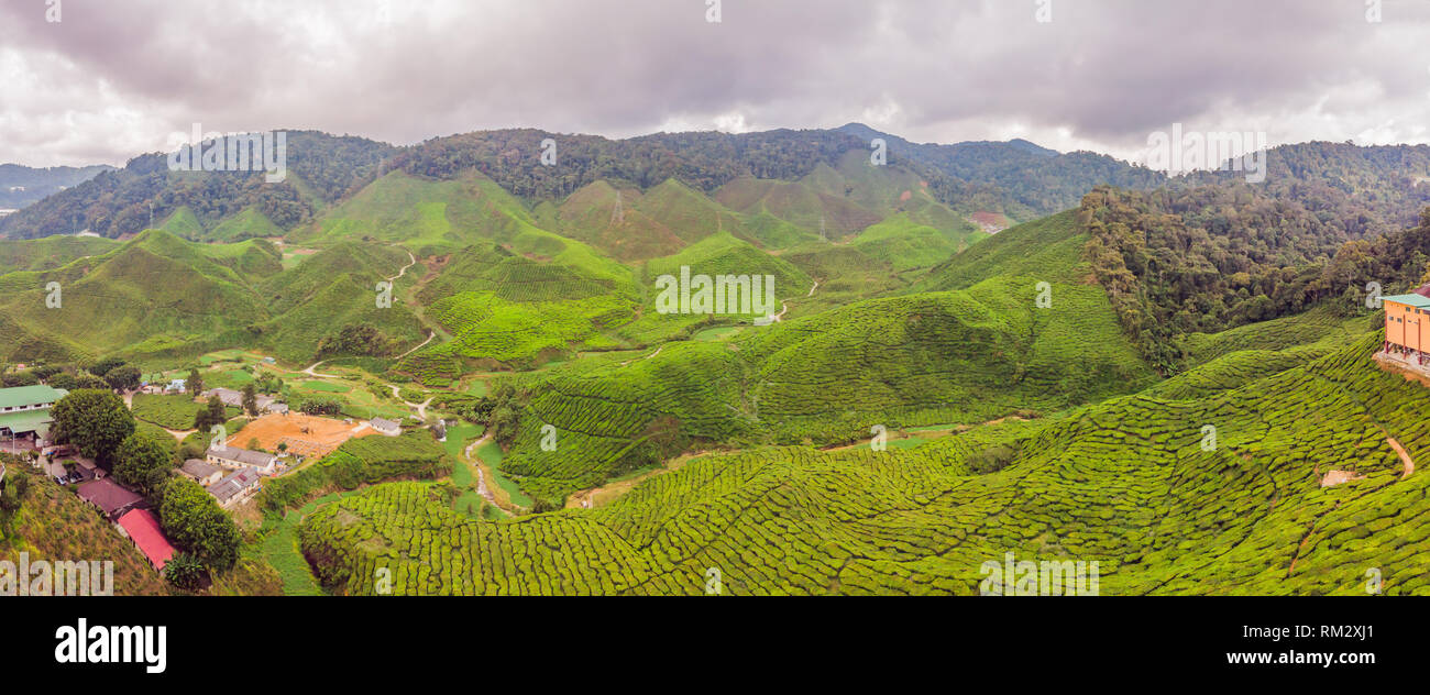 BANNER Amazing landscape view of tea plantation in sunset, sunrise time. Nature background with blue sky and foggy, long format Stock Photo
