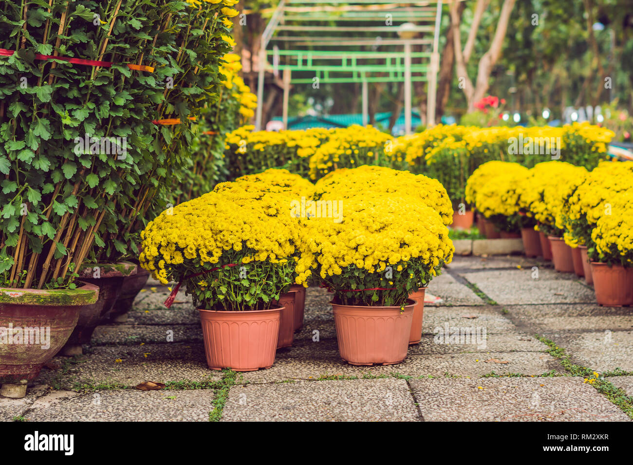 Yellow flowers in honor of the Vietnamese new year. Lunar new year