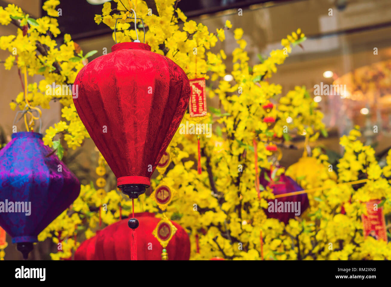 Yellow flowers in honor of the Vietnamese new year. Lunar new year