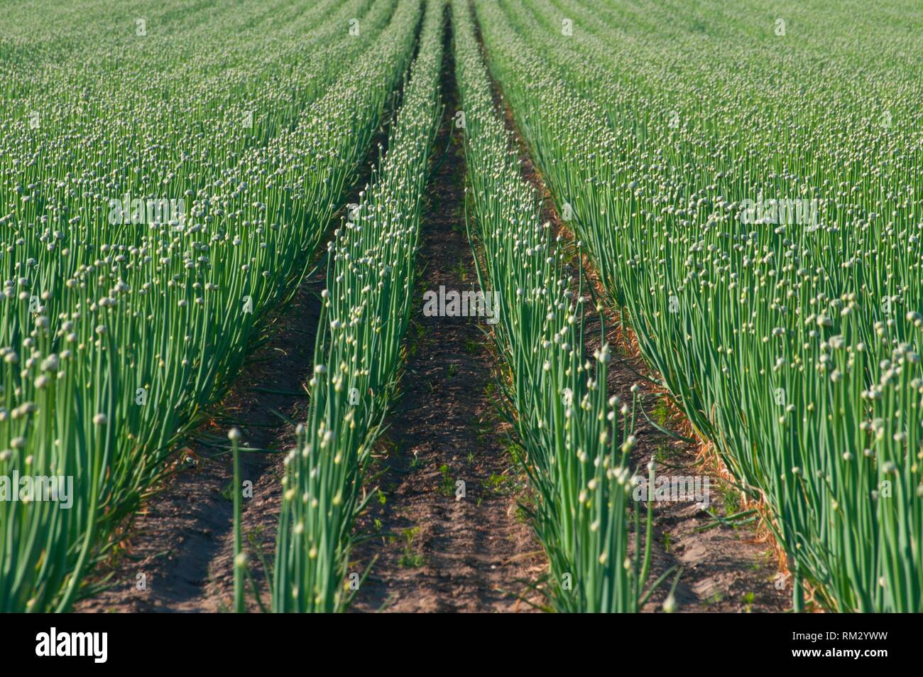 The Onion Field High Resolution Stock Photography And Images Alamy