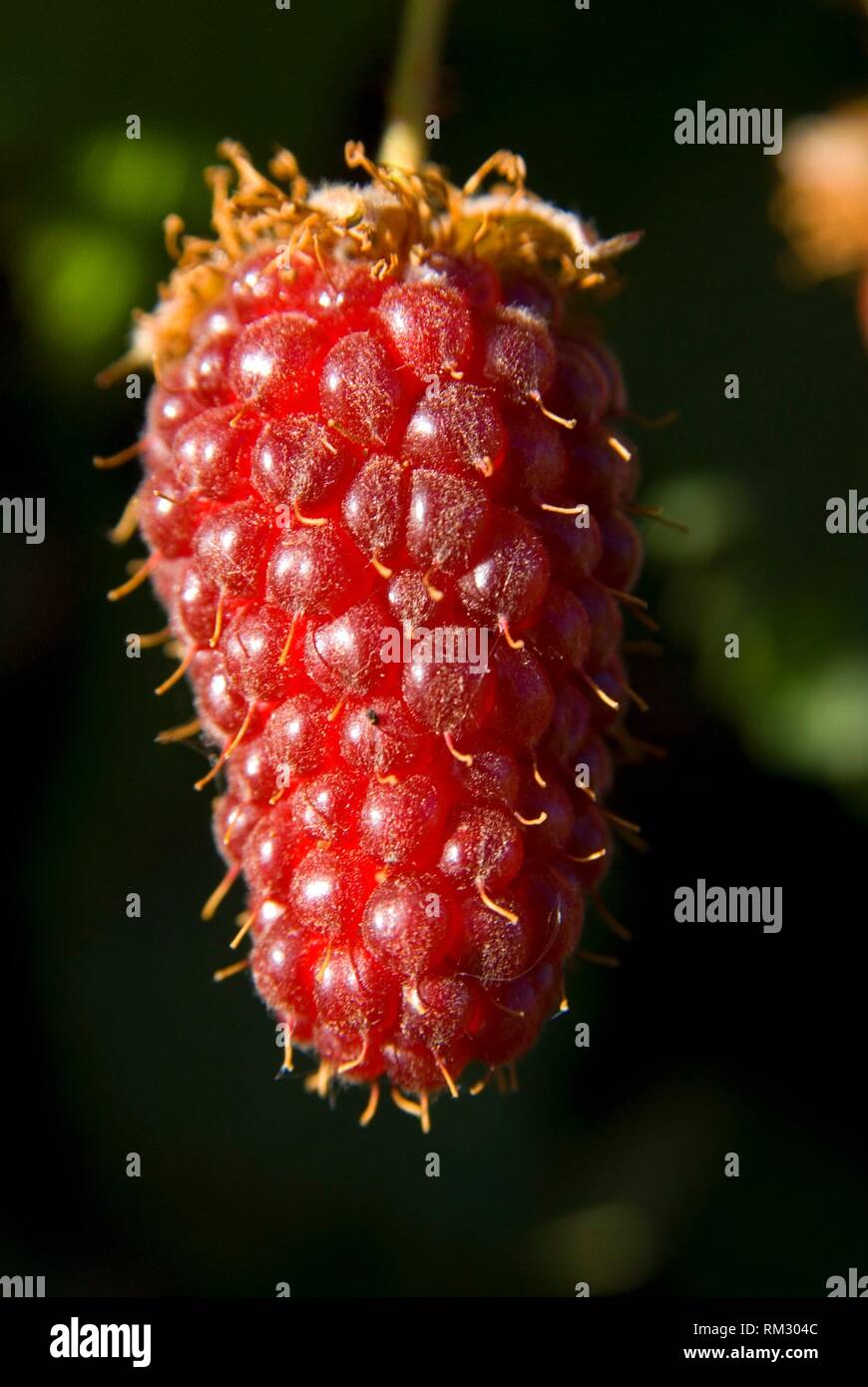 Tayberry (mix between raspberry and blackberry), Marion County, Oregon. Stock Photo