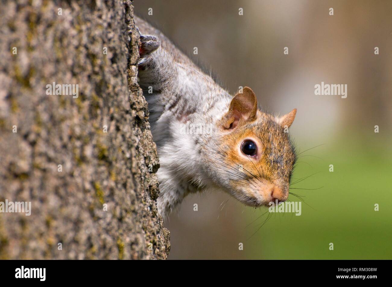 Eastern gray squirrel (Sciurus carolinensis), Bushs Pasture Park, Salem, Oregon. Stock Photo