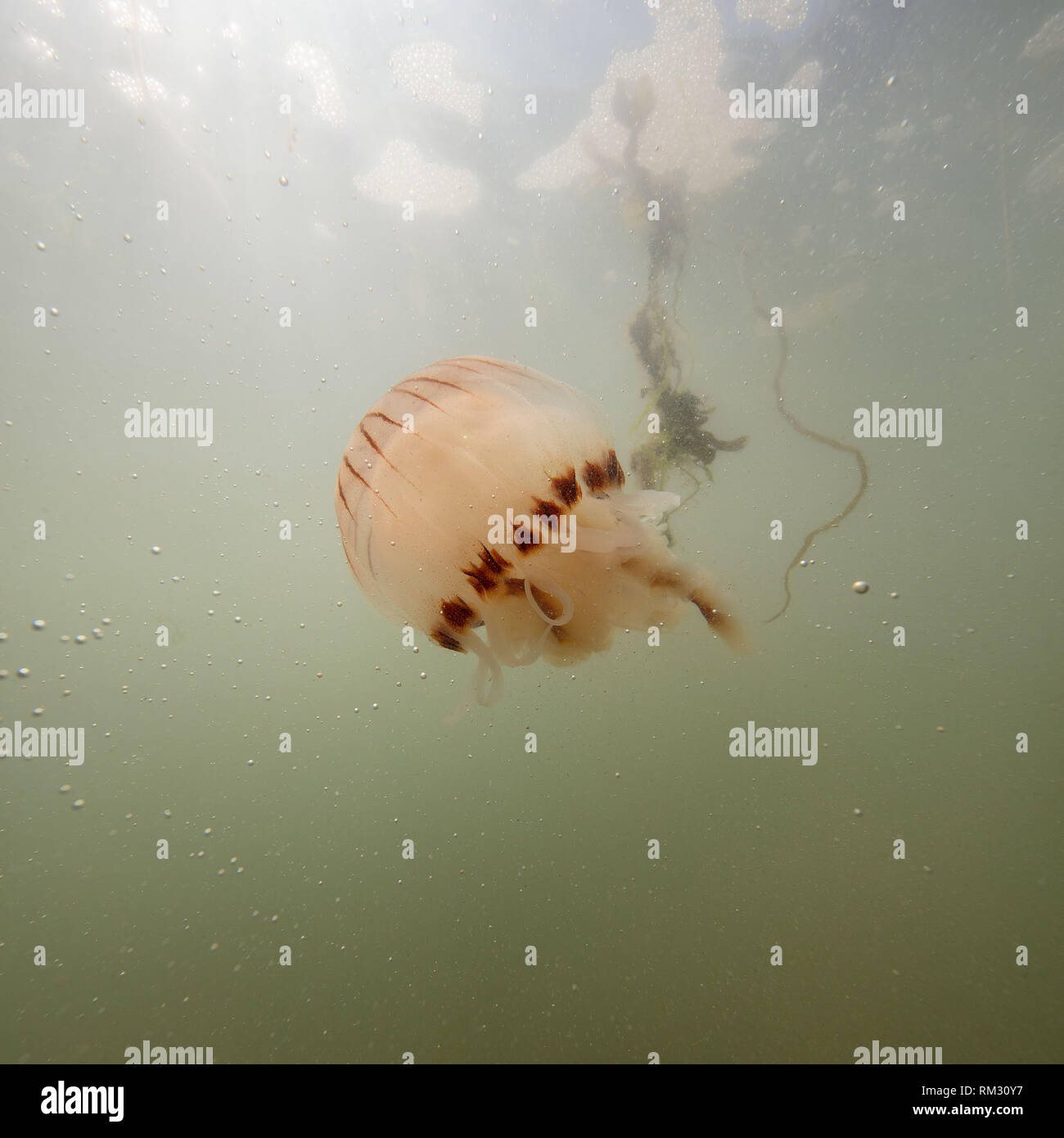 The Compass Jellyfish swimming around Salcombe in North Devon. Stock Photo