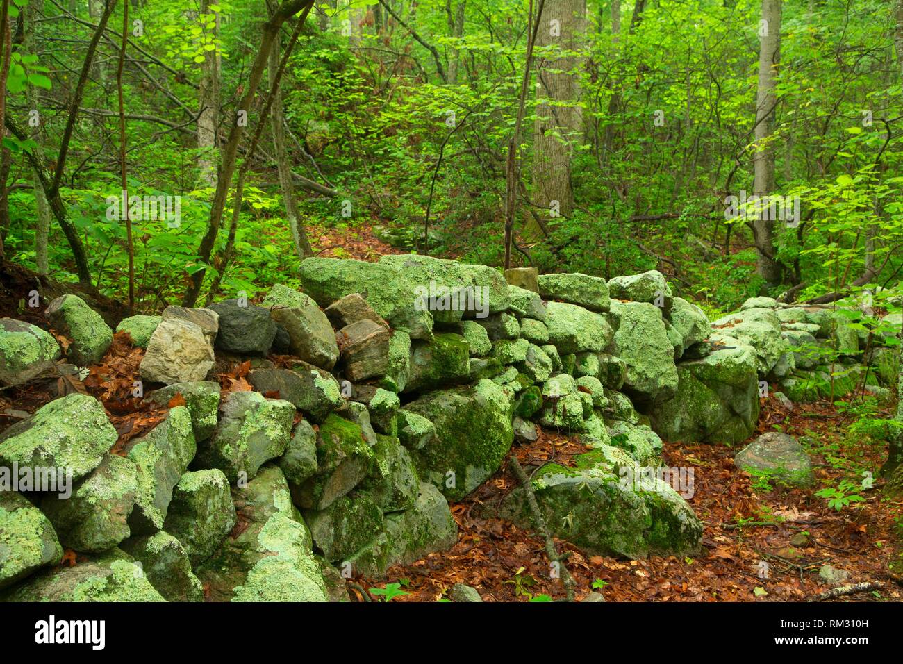 Stone wall new england forest hi-res stock photography and images - Alamy