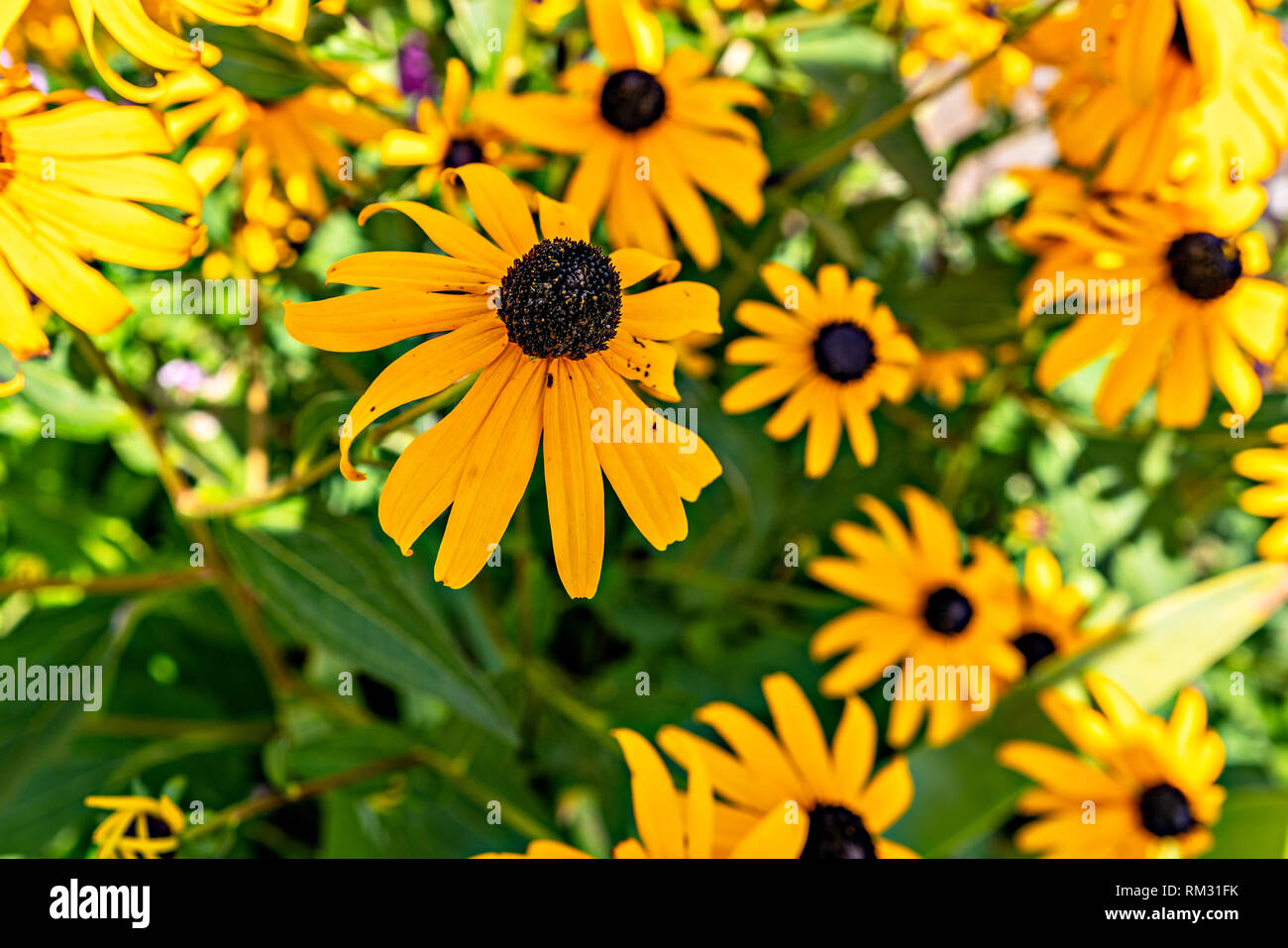 Golden Cone Flower Stock Photo Alamy