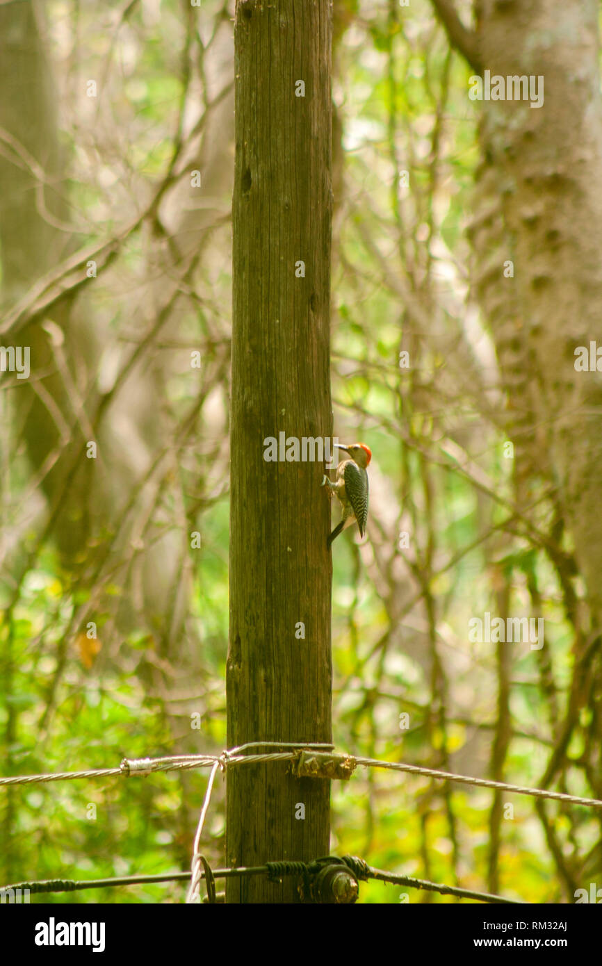 Melanerpes aurifrons, pajaro carpintero, golden fronted woodpecker Stock Photo