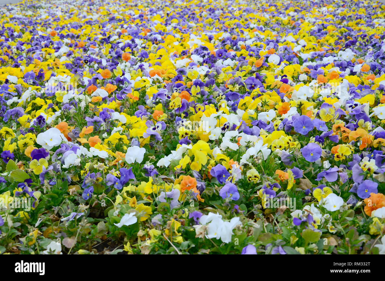 Multicolor pansy flowers or pansies as background or card. Field of colorful pansies with white yellow and violet pansy flowers on flowerbed in perspe Stock Photo