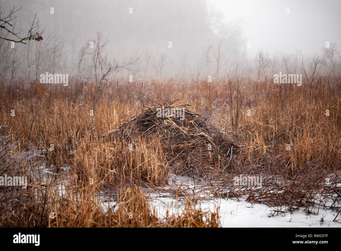 A beaver dam (also known as a lodge or impoundment) in a pond on a foggy winter morning in Westford, Massachusetts, USA. Stock Photo