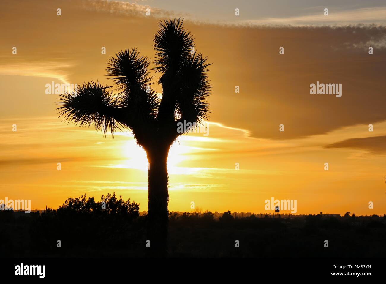 Joshua Tree Sunset Stock Photo