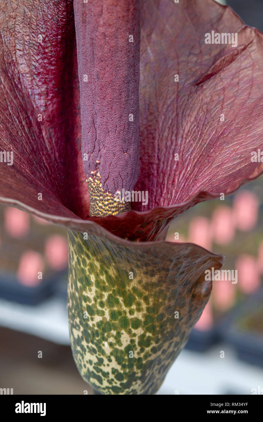 Corpse flower in bloom in a garden shop in Colorado Springs. Amorphophallus titanum, titan arum, Stock Photo