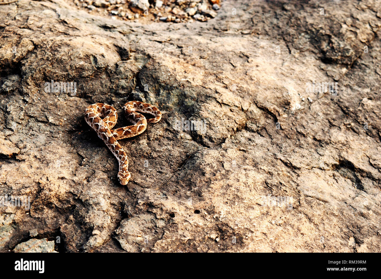 Saw scaled Viper, Echis carnitus slithering away, Satara, Maharashtra, India Stock Photo