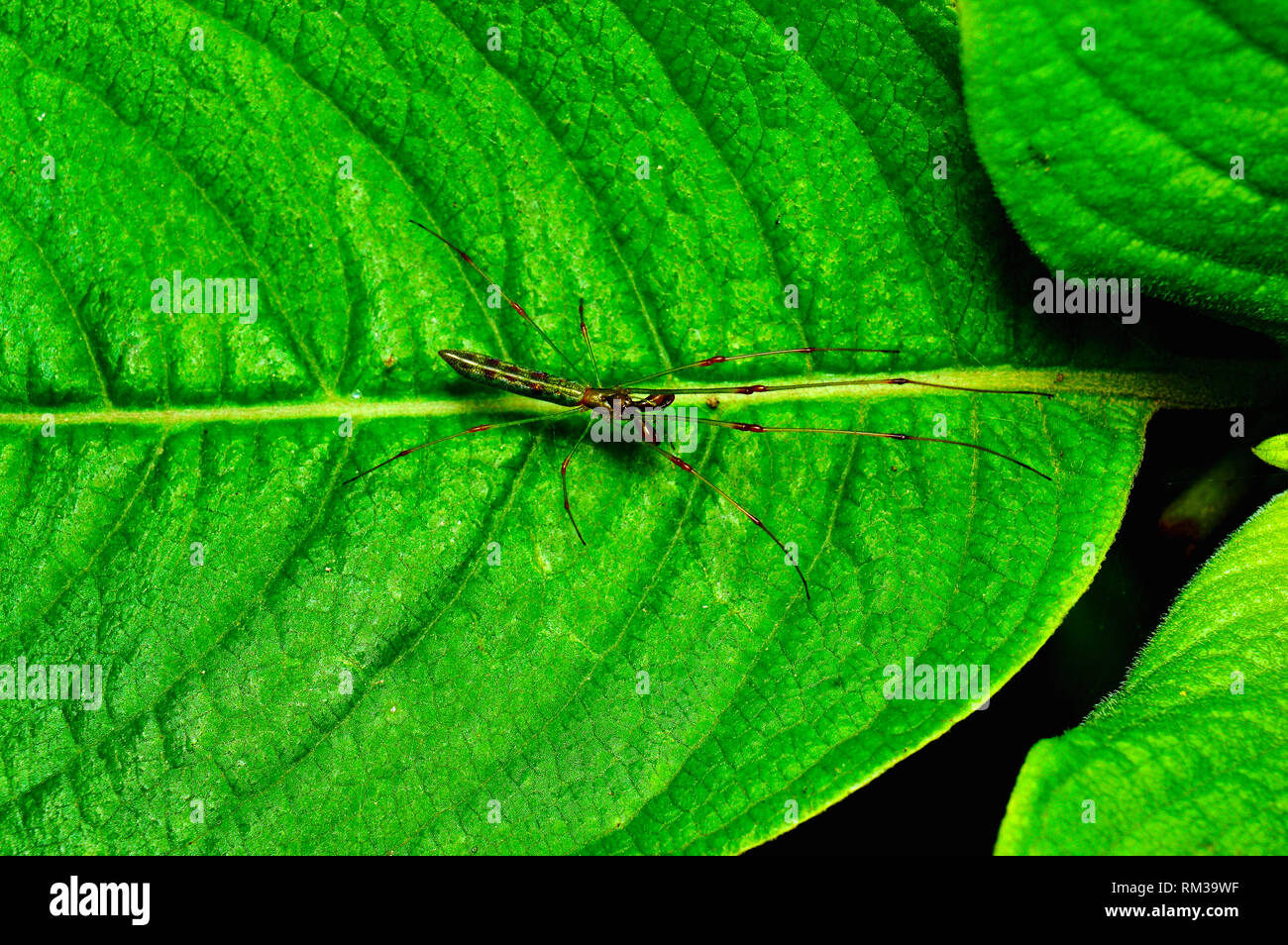 Long Jawed spider - Tetragnatha guatemalensis, Satara, Maharashtra, India Stock Photo