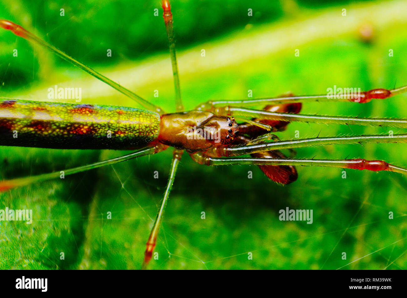 Closeup of Long Jawed spider - Tetragnatha guatemalensis, Satara, Maharashtra, India Stock Photo