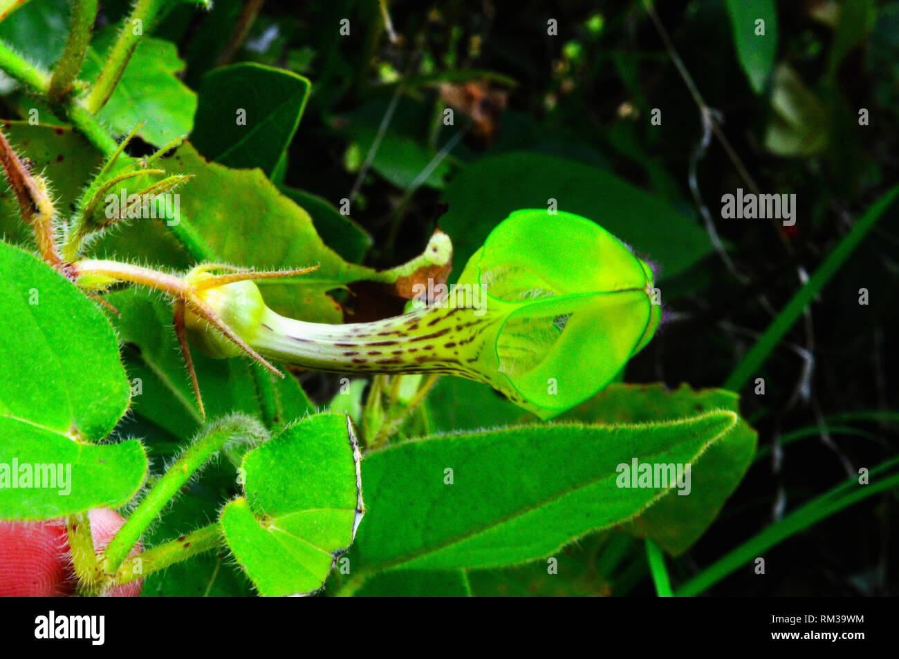 Rare Flower - Ceropegia bulbosa lateral view, Satara, Maharashtra, India Stock Photo