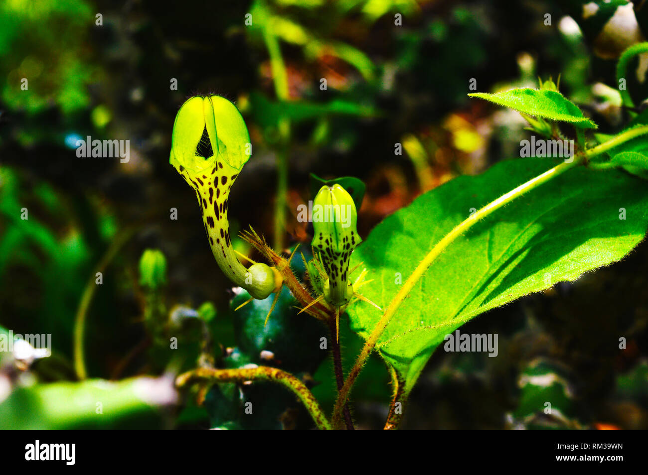 Rare Flower - Ceropegia bulbosa with bud, Satara, Maharashtra, India Stock Photo