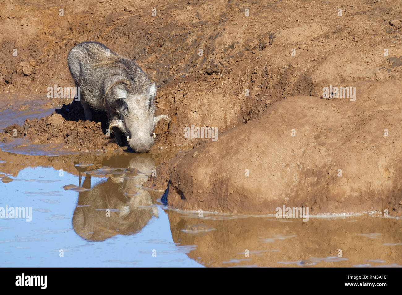 Common warthog (Phacochoerus africanus), adult, drinking at a waterhole, water reflection, Addo National Park, Eastern Cape, South Africa, Africa Stock Photo