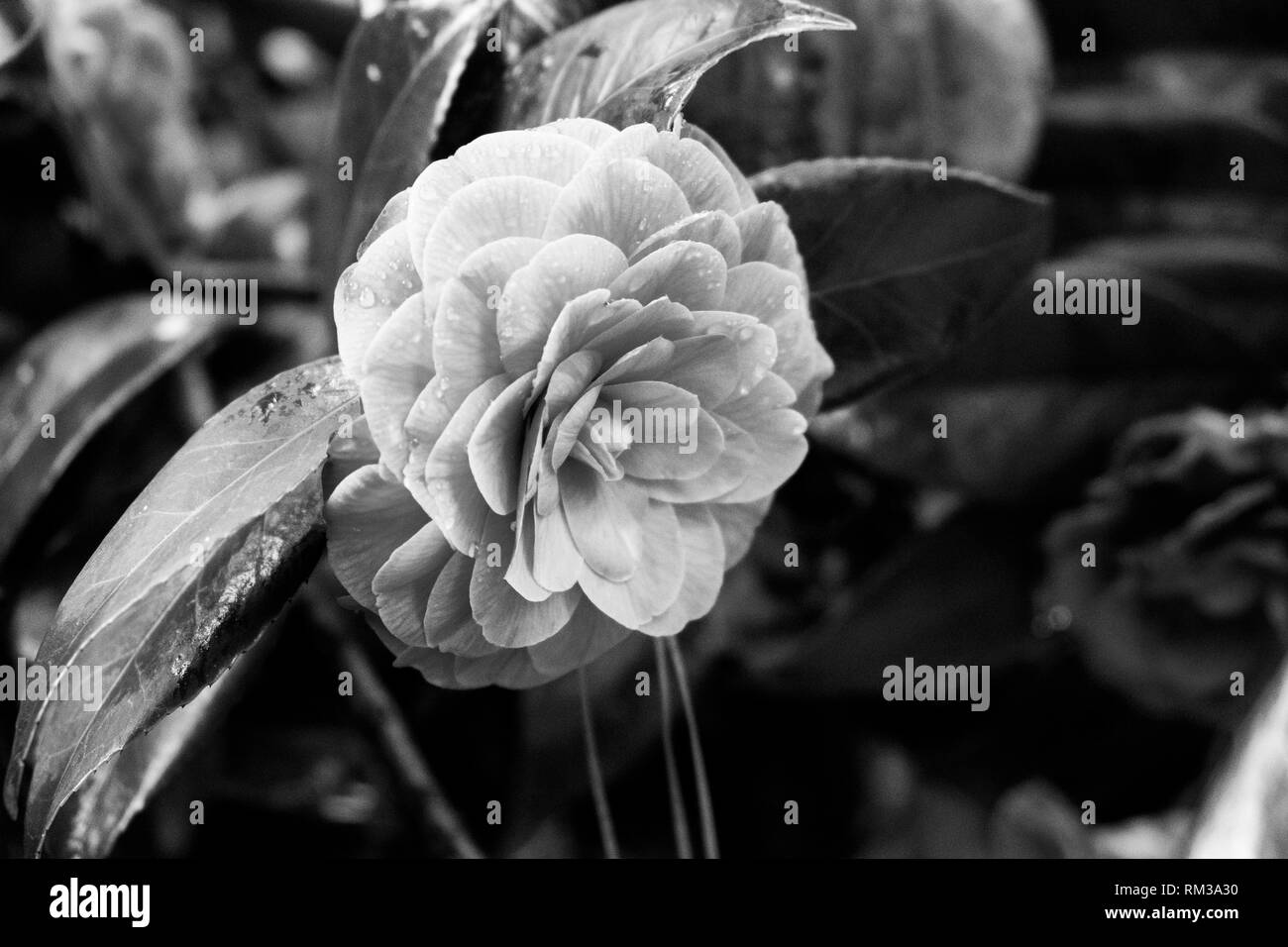 Japanese camellia camellia japonica Black and White Stock Photos ...