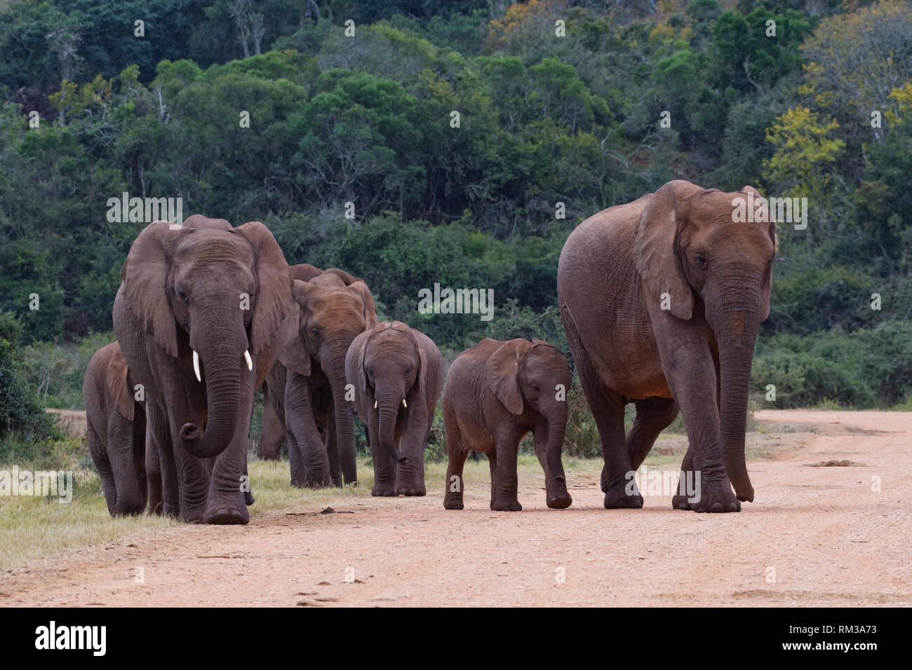 African bush elephants (Loxodonta africana), herd with calves, crossing