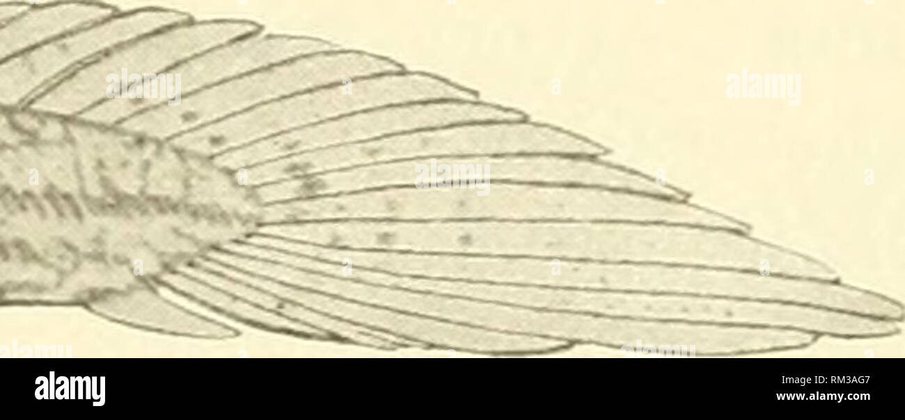 . Annual report of the Board of Regents of the Smithsonian Institution. Smithsonian Institution; Smithsonian Institution. Archives; Discoveries in science. ?^^. Fig. 18.—Polypterus Hcneyulus larva, 14 in. long, in a very cliaracteristie atlitiulo. After Budgett. At last, during a third voyage to Africa, in southern Nigeria in the months of August and September, 11)03, Budgett succeeded in obtaining eggs and milt of Polypterus senegalus in proper con- dition and time. He was &quot; able to fertilize a large quantity of eggs.&quot; The earl}&quot; development was found to be very similar to that Stock Photo